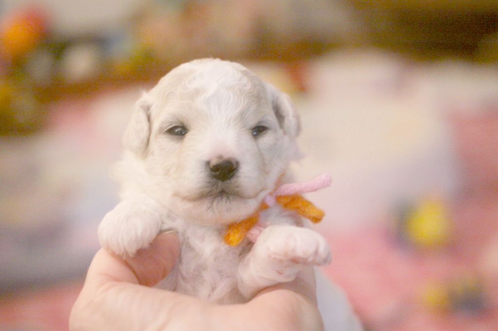 de la Felhotte - Chiots disponibles - Bichon Frise