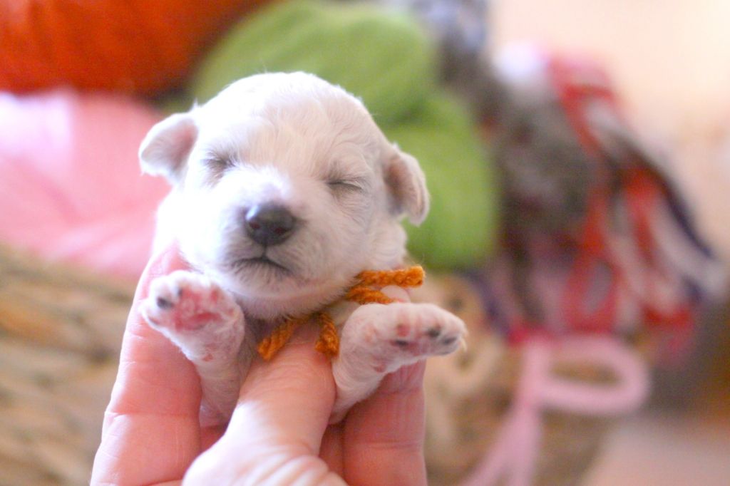 de la Felhotte - Chiots disponibles - Bichon Frise