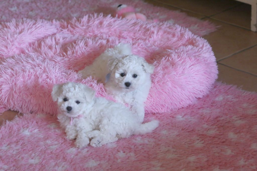 Chiot Bichon Frise de la Felhotte
