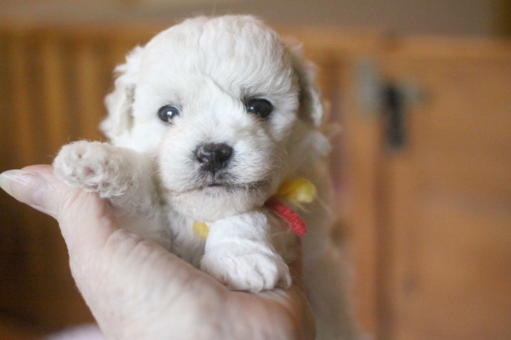 de la Felhotte - Chiots disponibles - Bichon Frise