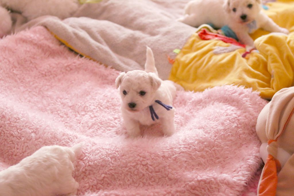 de la Felhotte - Chiots disponibles - Bichon Frise
