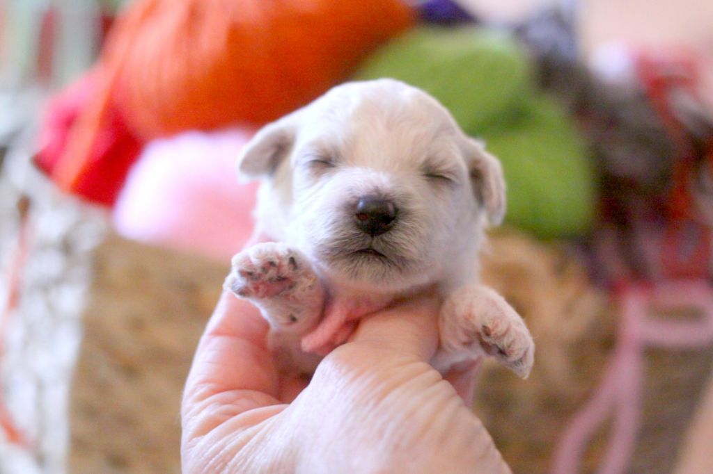de la Felhotte - Chiots disponibles - Bichon Frise