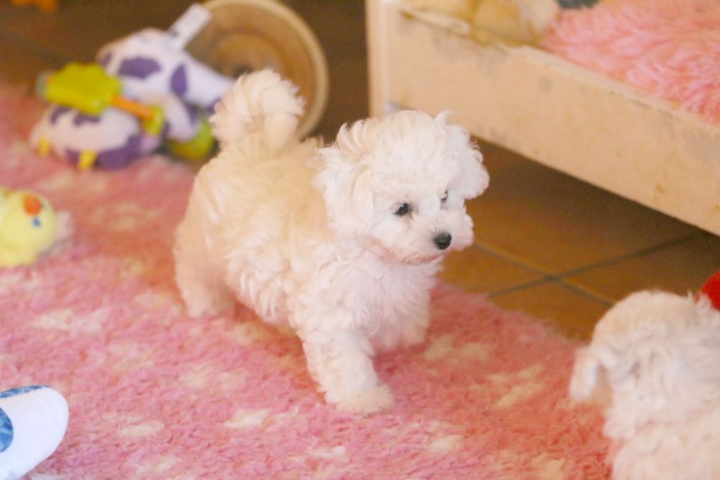de la Felhotte - Chiots disponibles - Bichon Frise