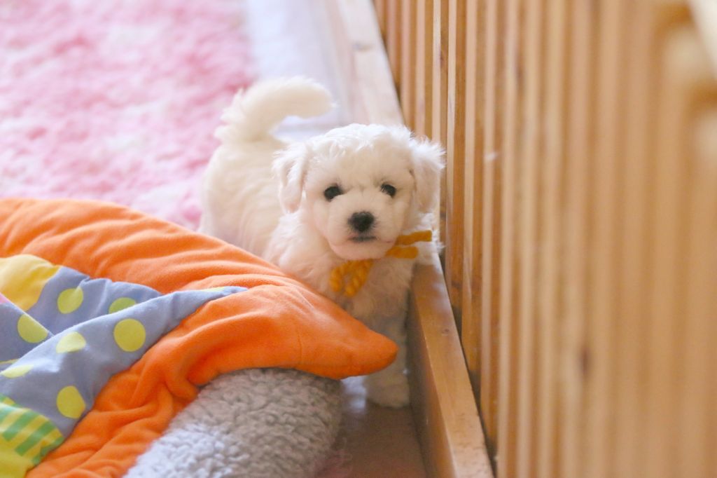 de la Felhotte - Chiots disponibles - Bichon Frise