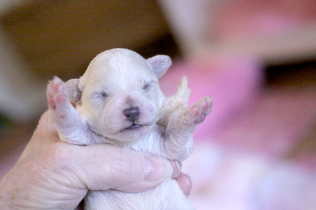 de la Felhotte - Chiots disponibles - Bichon Frise