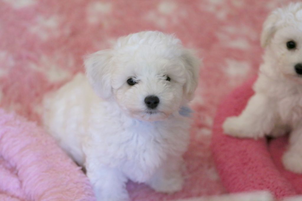 de la Felhotte - Chiots disponibles - Bichon Frise