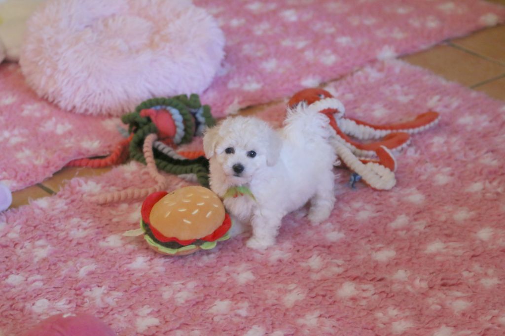 de la Felhotte - Chiots disponibles - Bichon Frise