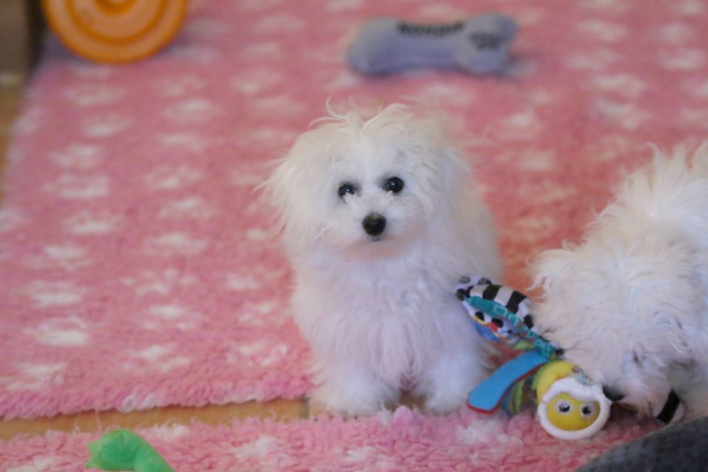 Chiot Bichon Frise de la Felhotte