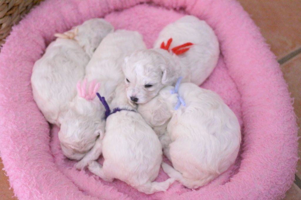 Chiot Bichon Frise de la Felhotte