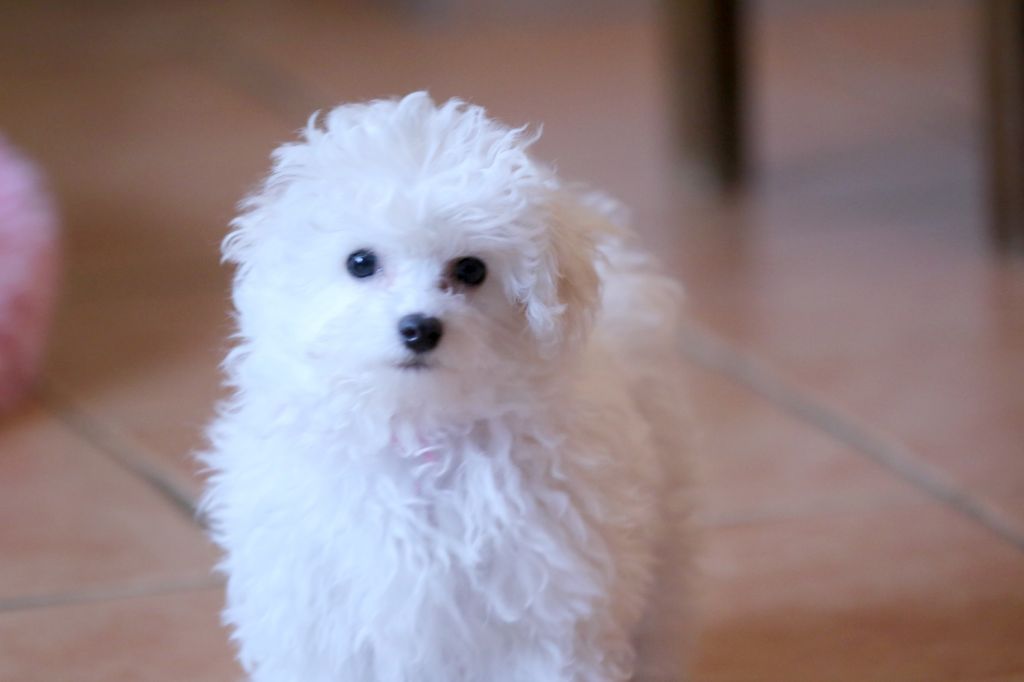 Chiot Bichon Frise de la Felhotte