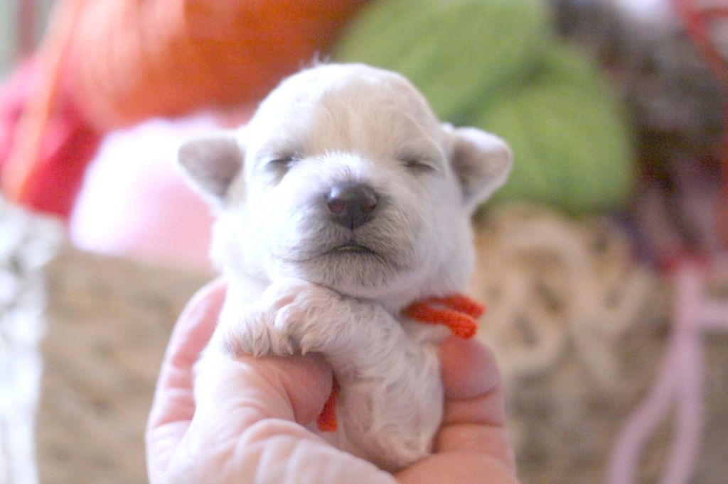 de la Felhotte - Chiots disponibles - Bichon Frise