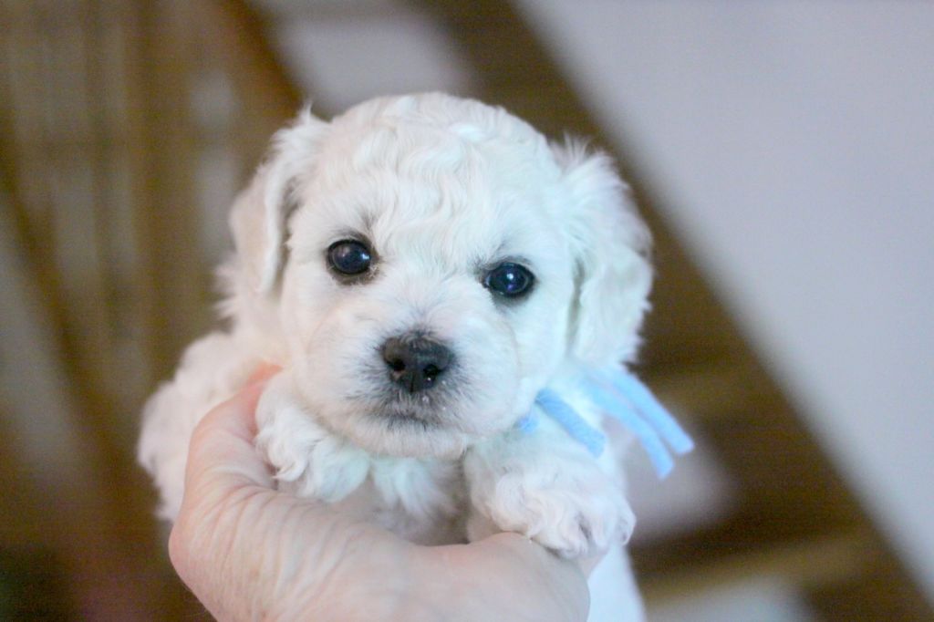de la Felhotte - Chiots disponibles - Bichon Frise