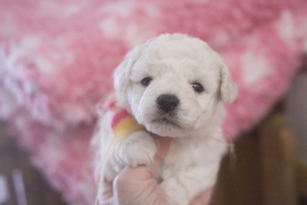 de la Felhotte - Chiots disponibles - Bichon Frise