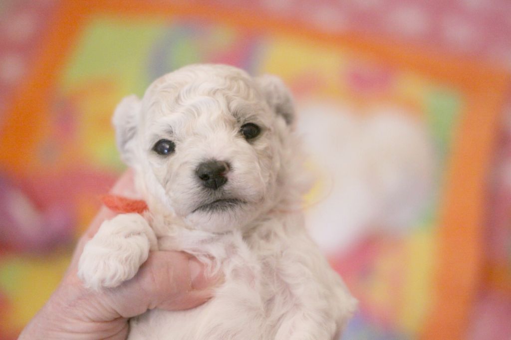de la Felhotte - Chiots disponibles - Bichon Frise