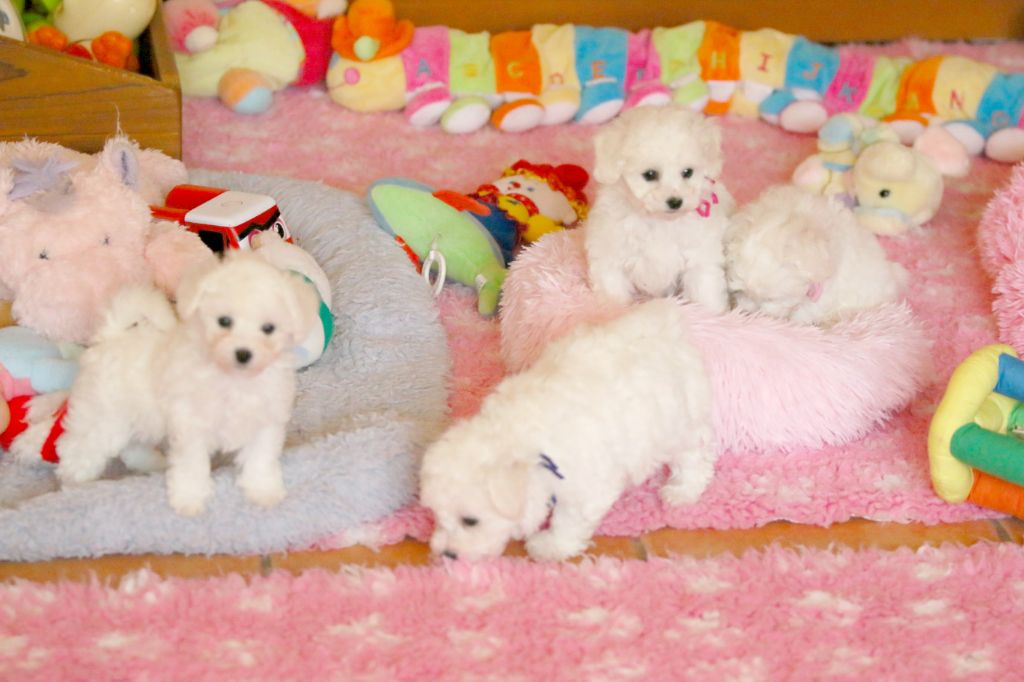 de la Felhotte - Chiots disponibles - Bichon Frise