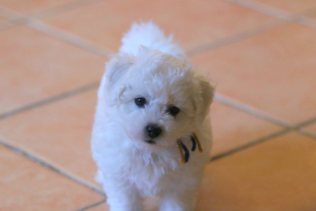 de la Felhotte - Chiots disponibles - Bichon Frise