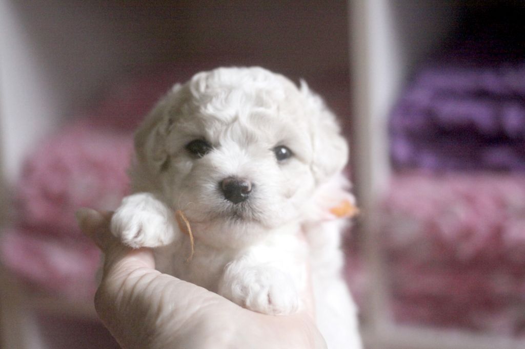 de la Felhotte - Chiots disponibles - Bichon Frise