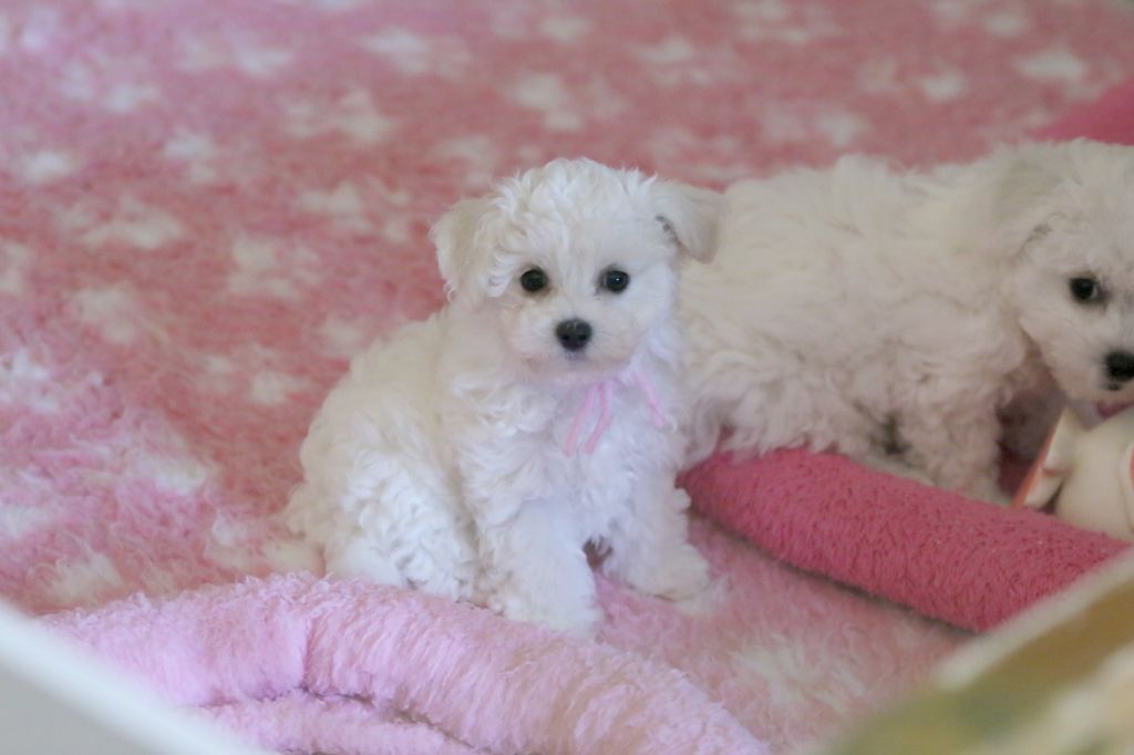de la Felhotte - Chiots disponibles - Bichon Frise
