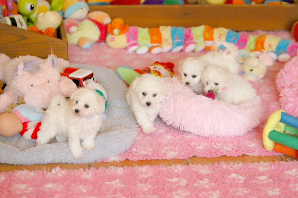 de la Felhotte - Chiots disponibles - Bichon Frise