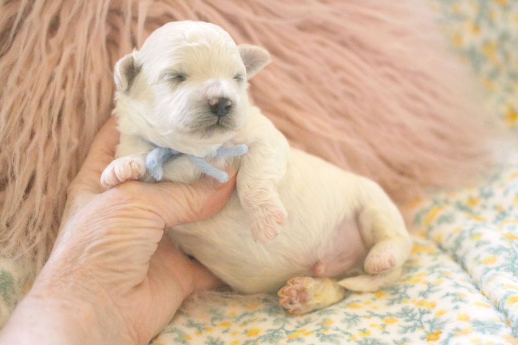 de la Felhotte - Chiots disponibles - Bichon Frise