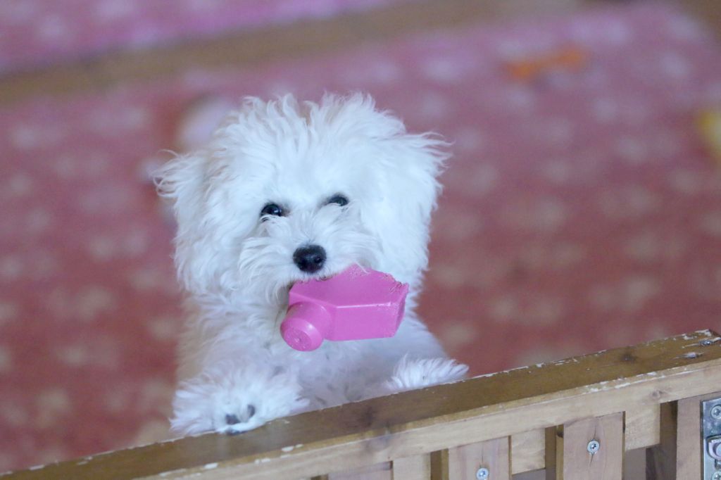 Chiot Bichon Frise de la Felhotte