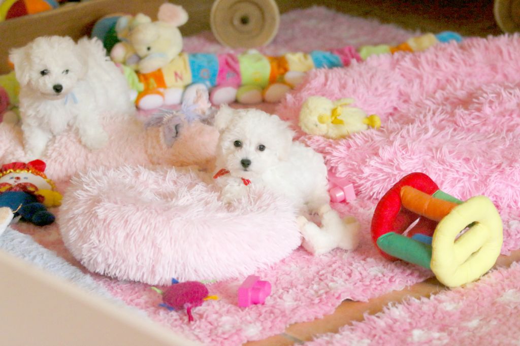 de la Felhotte - Chiots disponibles - Bichon Frise