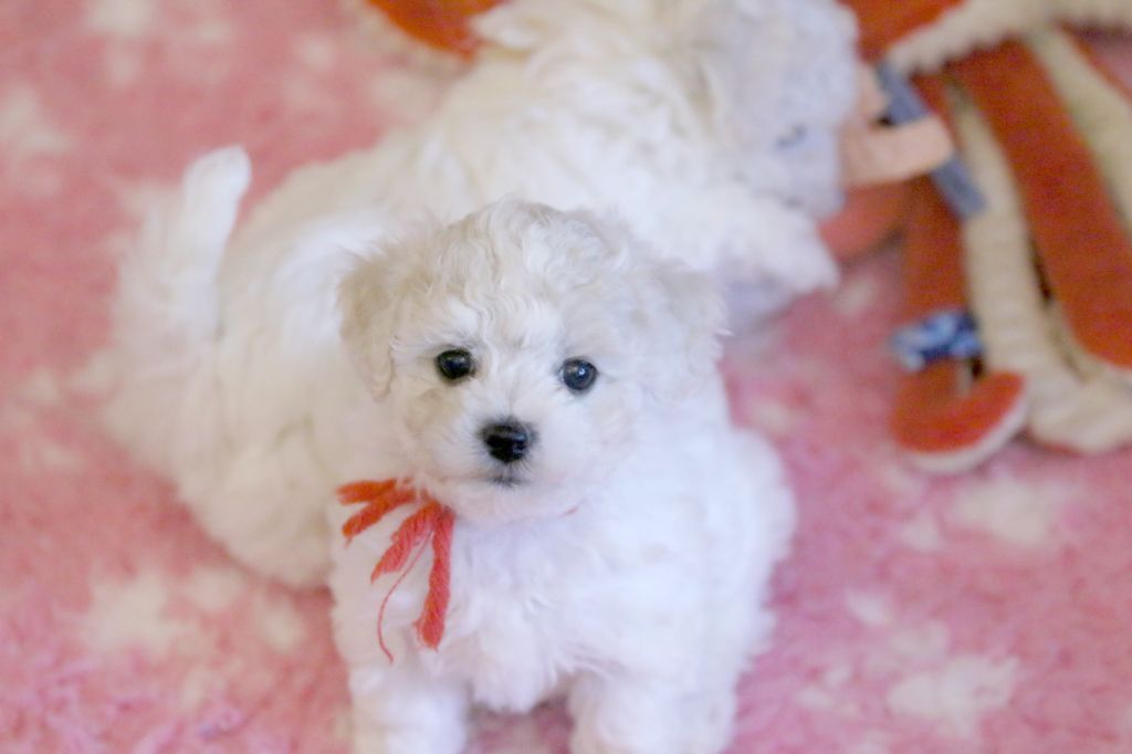 de la Felhotte - Chiots disponibles - Bichon Frise
