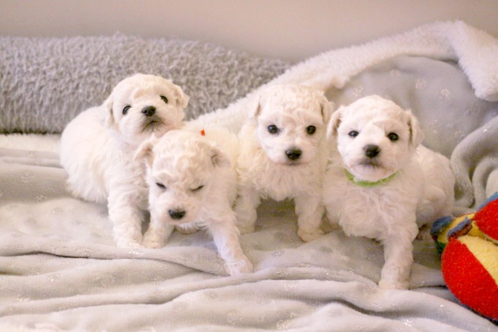 Chiot Bichon Frise de la Felhotte