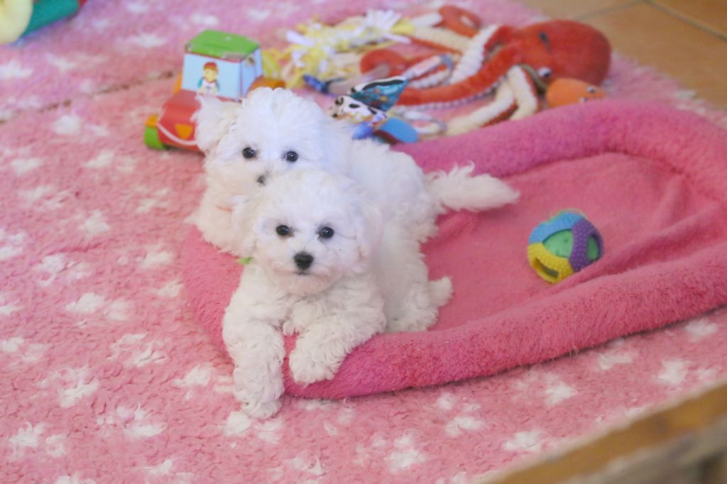 de la Felhotte - Chiots disponibles - Bichon Frise