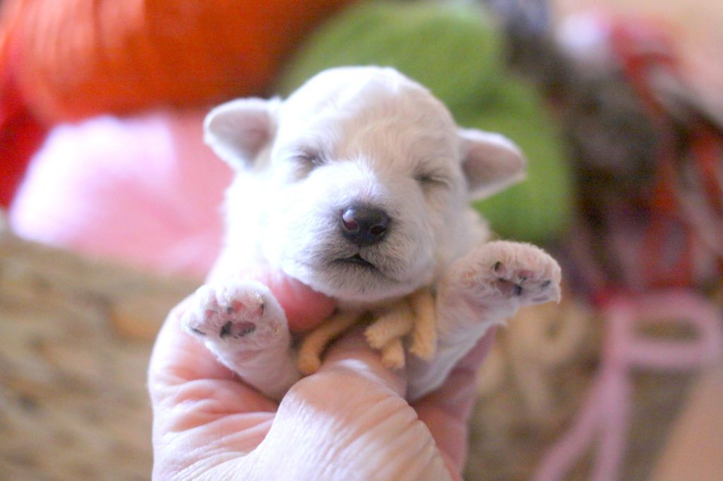 de la Felhotte - Chiots disponibles - Bichon Frise