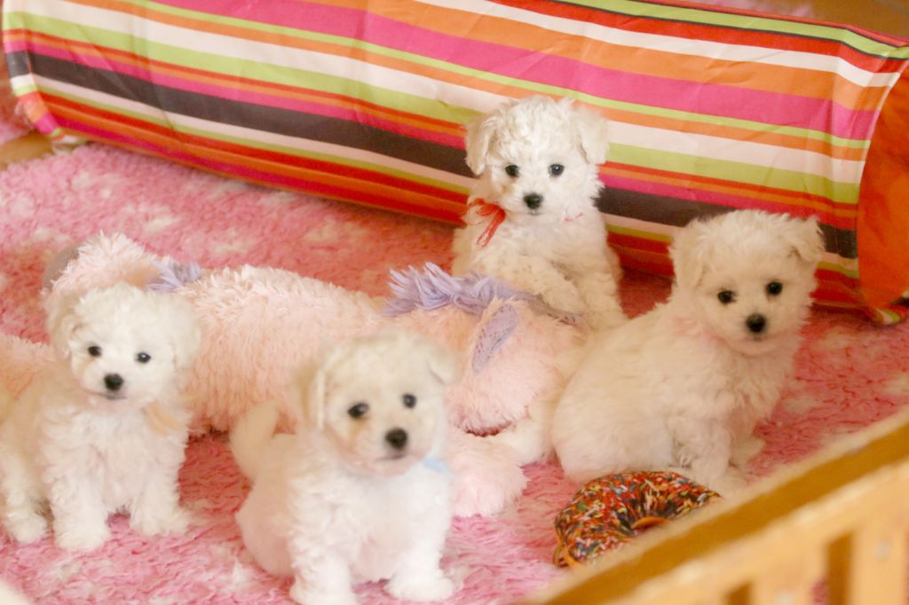 de la Felhotte - Bichon Frise - Portée née le 06/04/2025