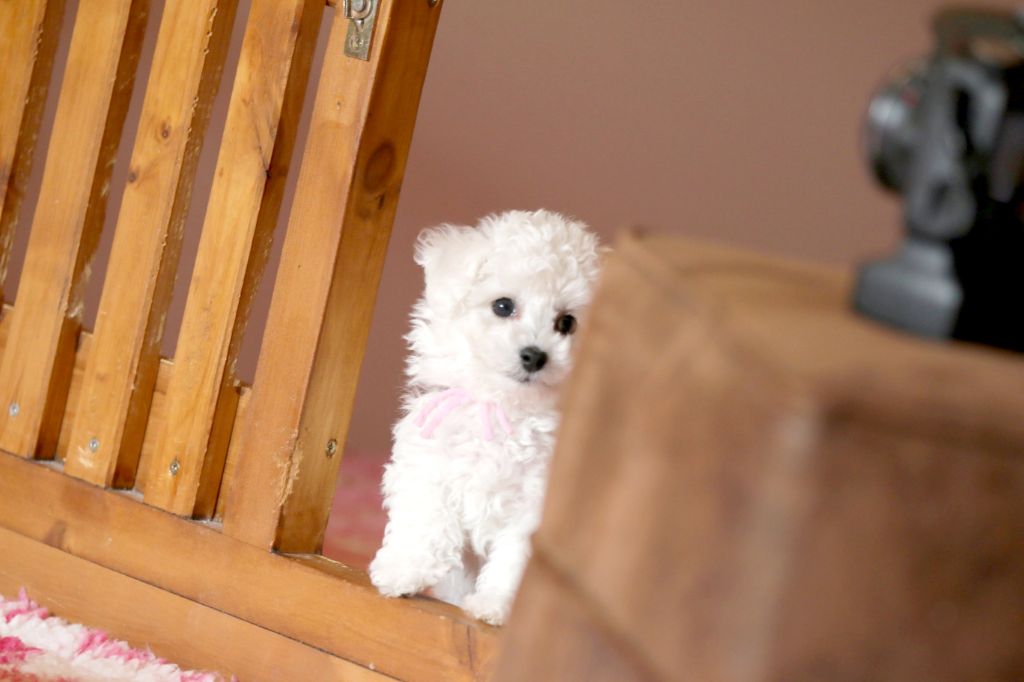 Chiot Bichon Frise de la Felhotte