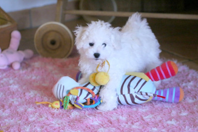 Athos (Réservé pour la famille Juillerat)