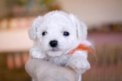 Belle (Réservée pour Mme Mollet - Dép.68)