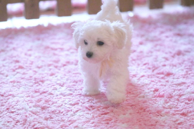 Amourette