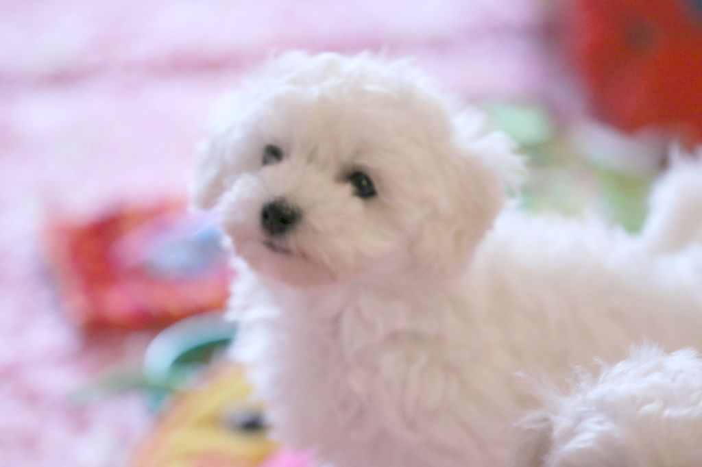 de la Felhotte - Chiots disponibles - Bichon Frise