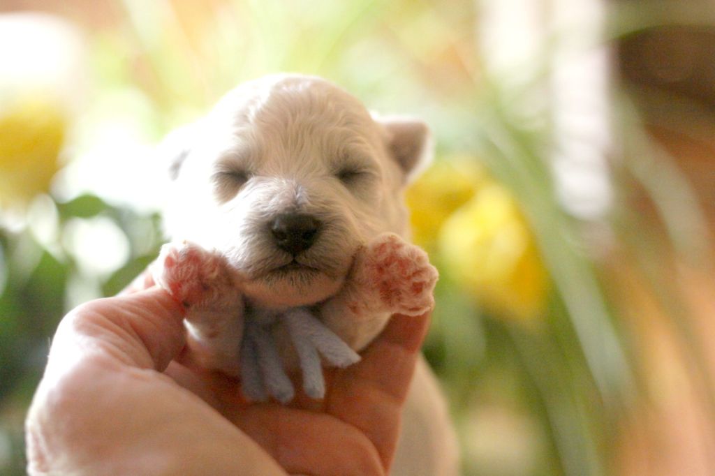 de la Felhotte - Chiots disponibles - Bichon Frise