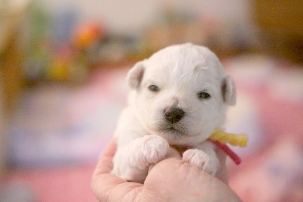 de la Felhotte - Chiots disponibles - Bichon Frise