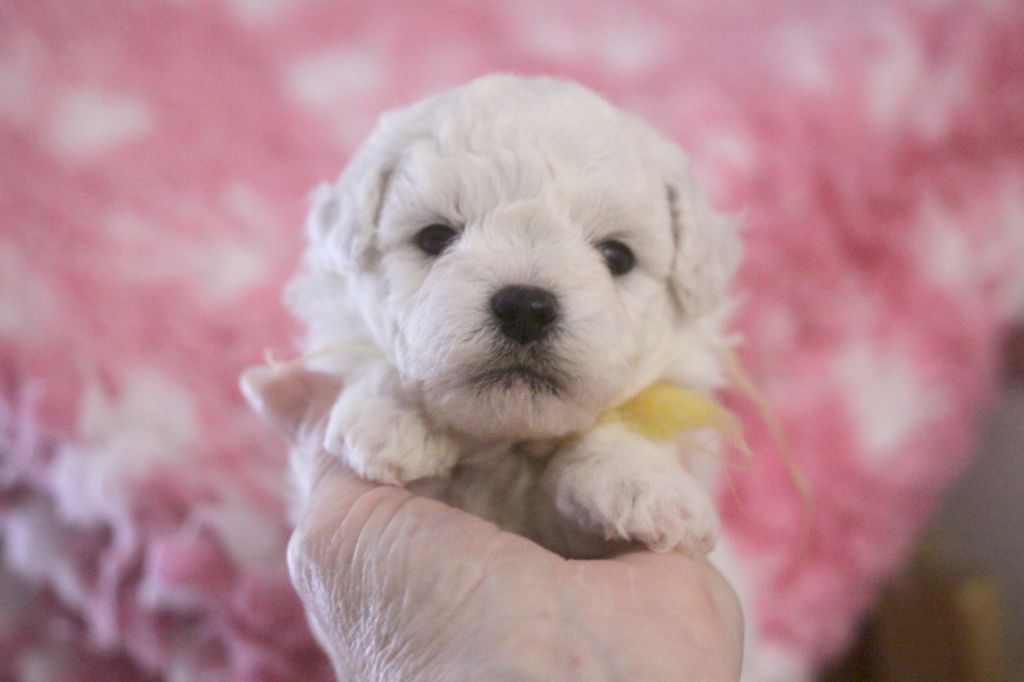 de la Felhotte - Chiots disponibles - Bichon Frise