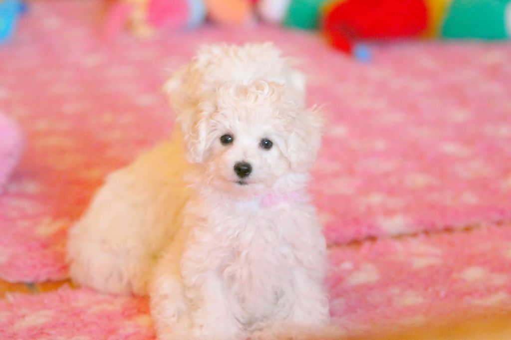 Chiot Bichon Frise de la Felhotte