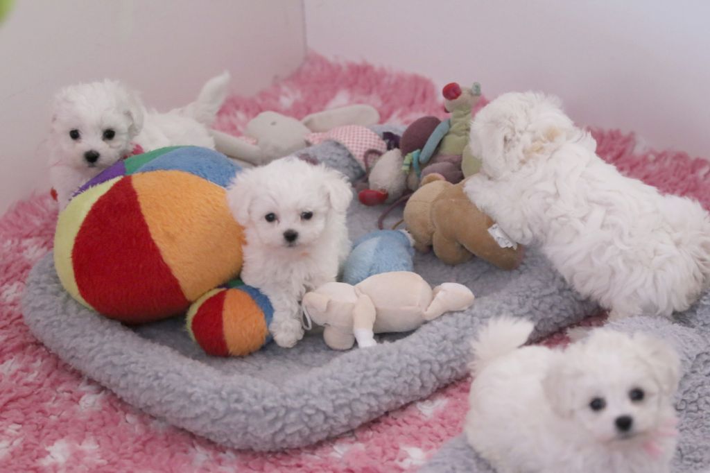Chiot Bichon Frise de la Felhotte