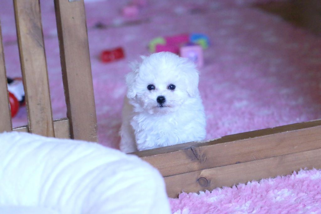 Chiot Bichon Frise de la Felhotte