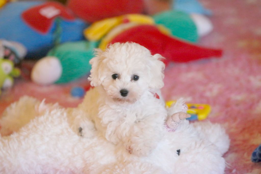 de la Felhotte - Chiots disponibles - Bichon Frise