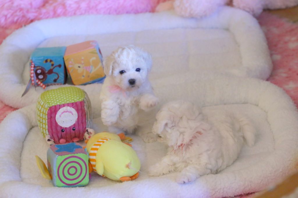Chiot Bichon Frise de la Felhotte