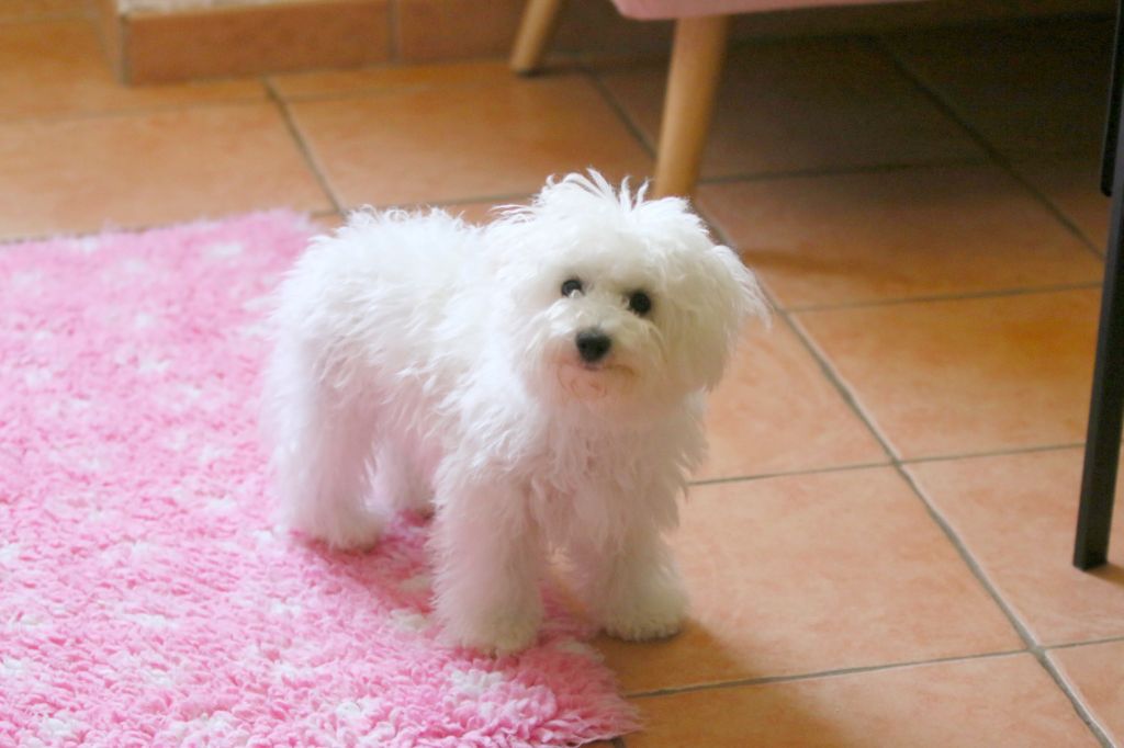 de la Felhotte - Chiots disponibles - Bichon Frise