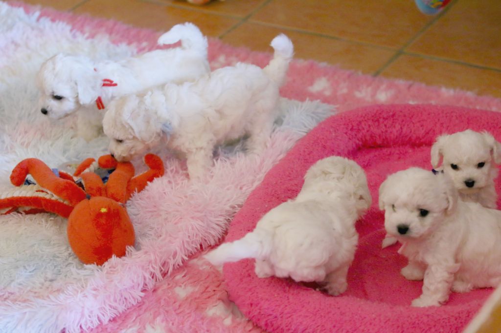 de la Felhotte - Bichon Frise - Portée née le 14/06/2025