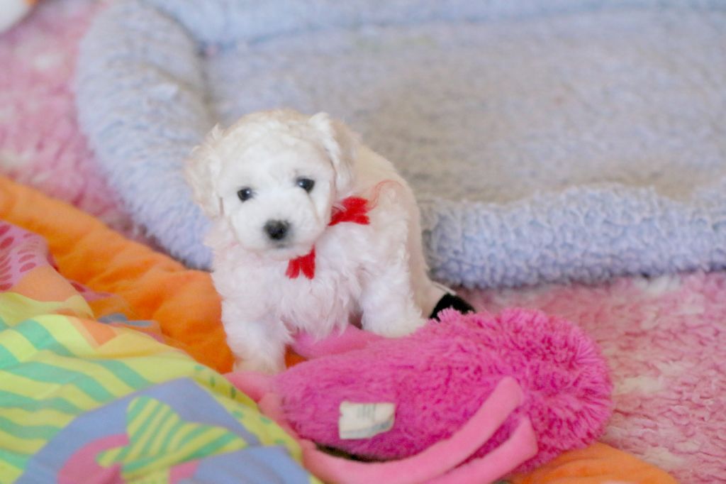 de la Felhotte - Chiots disponibles - Bichon Frise