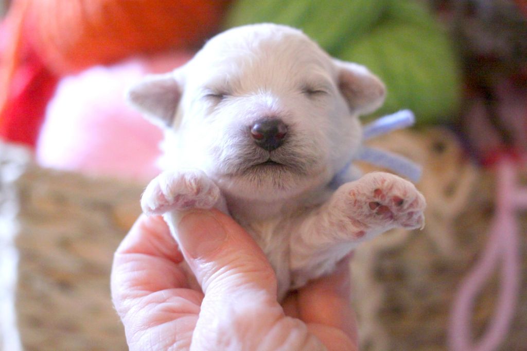 de la Felhotte - Chiots disponibles - Bichon Frise