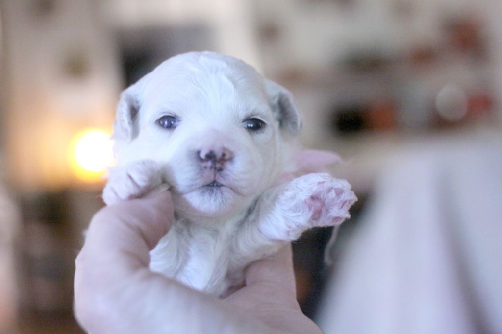 de la Felhotte - Chiots disponibles - Bichon Frise