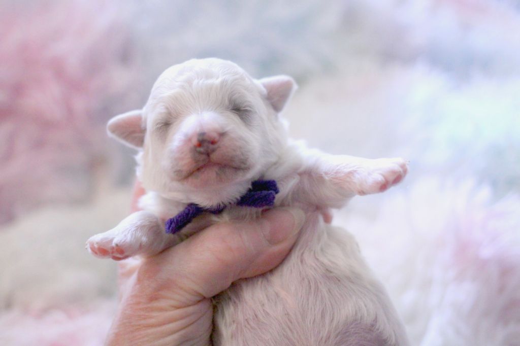 de la Felhotte - Chiots disponibles - Bichon Frise